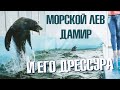 Тренинг морского льва, съемка из вольера