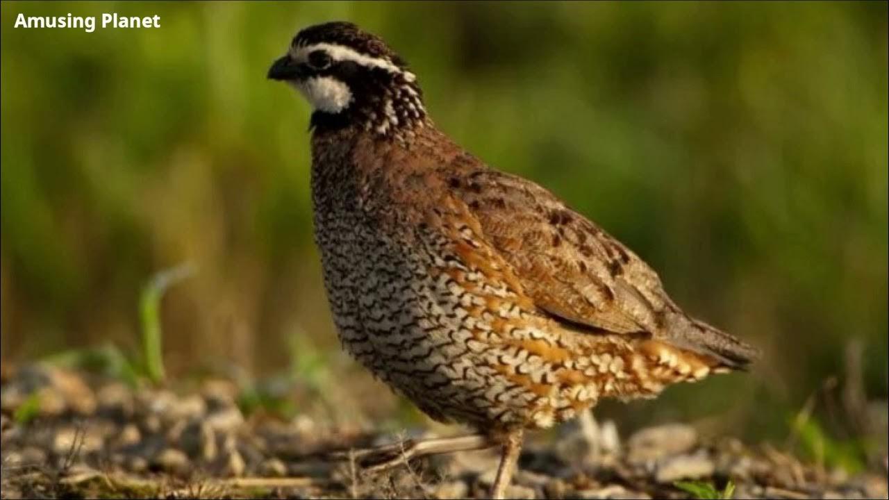 Northern Bobwhite Quail Call Virginia Quail Call, Bobwhite Quail Call