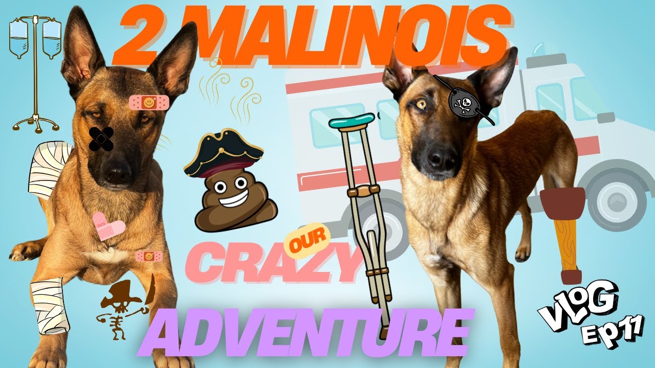 Dog Rescue Reality: Eye Scare, Separation Anxiety & Living in a Spanish Cave 🐕🇪🇸