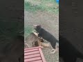 The Puppies Battle it Out