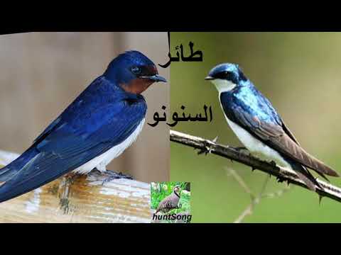 صوت طائر السنونو