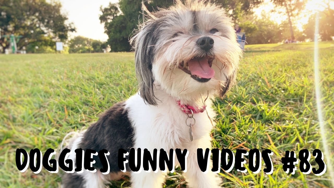 Adorable Dogs Have the Most Relaxed Bedtime Rituals - YouTube