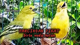 PANCINGAN PIKAT BURUNG SIRTU MUDA HUTAN PALING CEPAT DIRESPON @srfchannel3881 