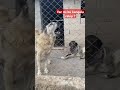 #animals #kangal #kangal_tr #köpek #animals #sorts #keşfet