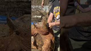@GregsTurtleHaven Checking this Alligator Snapping Turtle for Eggs. #alligatorsnappingturtle