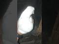 جونسری مادی لال انکھ والی کبوتری #birdslover #kabutar #birds #pigeon #kabootar
