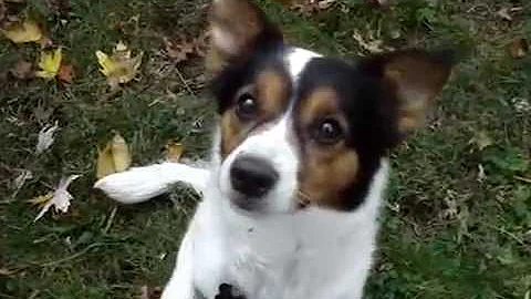 Tasha, Rose's Rescue