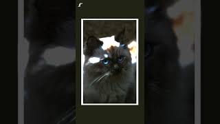 Cats I Photographed 🐈📸 Cats I Photographed 🐈📸