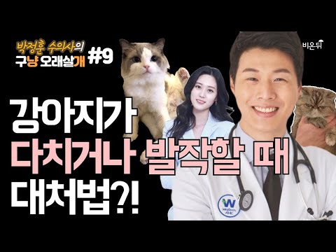 수의사가 알려주는 응급처치 &amp;amp; 구비해두면 좋은 상비약 (웨스턴동물의료센터 박정훈 수의사 &amp;amp; 김싱아 PD) [박정훈 <strong>수의사의</strong> 구냥 오래살개] #9