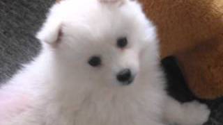 Japanese Spitz Puppy, Jayda 7 weeks old by Carmel Thompson 490 views 13 years ago 7 seconds