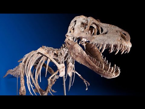 T. rex jovens enxergavam melhor que adultos (Dubbed in English)