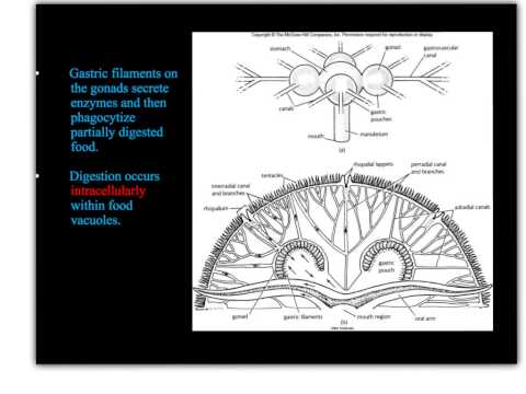 Video: Schema Di Uso Del Gambero Periclimenes Paivai Sulla Medusa Scyphozoan Lychnorhiza Lucerna: Sondaggio Per Territorialità E Inferimento Del Suo Sistema Di Accoppiamento