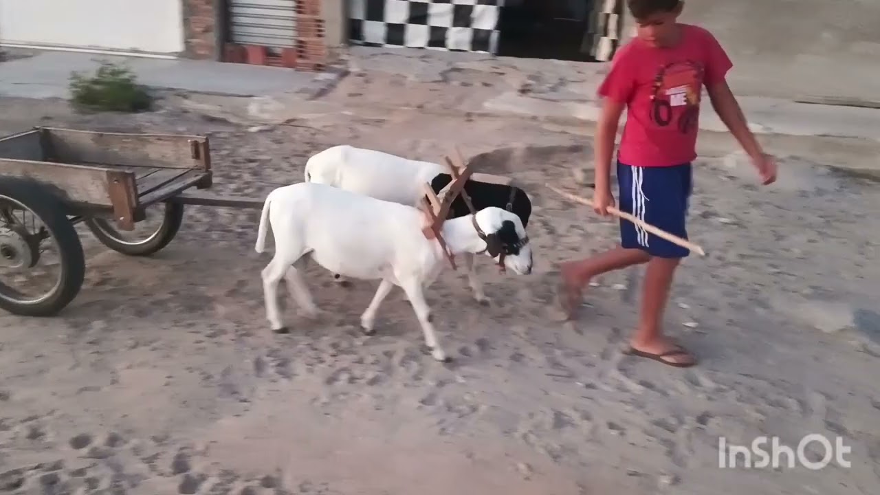 Primeira vez dos borrego no carro 