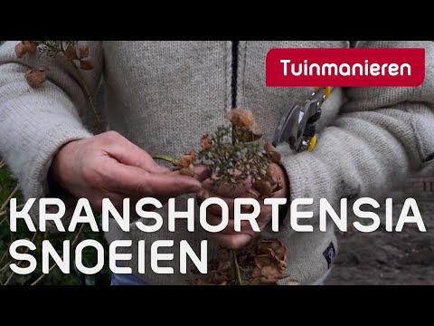 Video: Voorbereiding op de winter van hortensia die in het open veld groeit