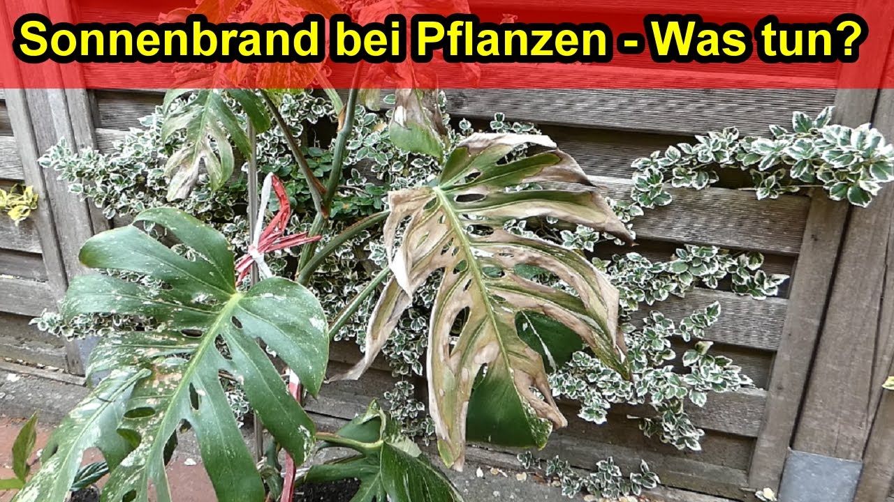 neem compo NeemTree Organics Neem Gold (4-1-2)
