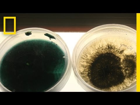 Oil-Eating Bacteria Could Be a Solution to Spill Cleanups | National Geographic