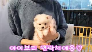 폼피츠 - 펫모아 강아지 분양