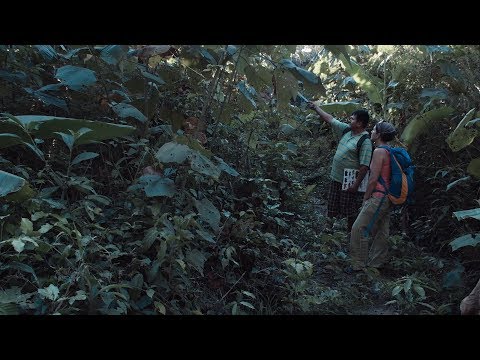 La Selva por