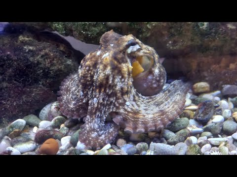 Video: I granchi eremiti di acqua salata si mangiano a vicenda?