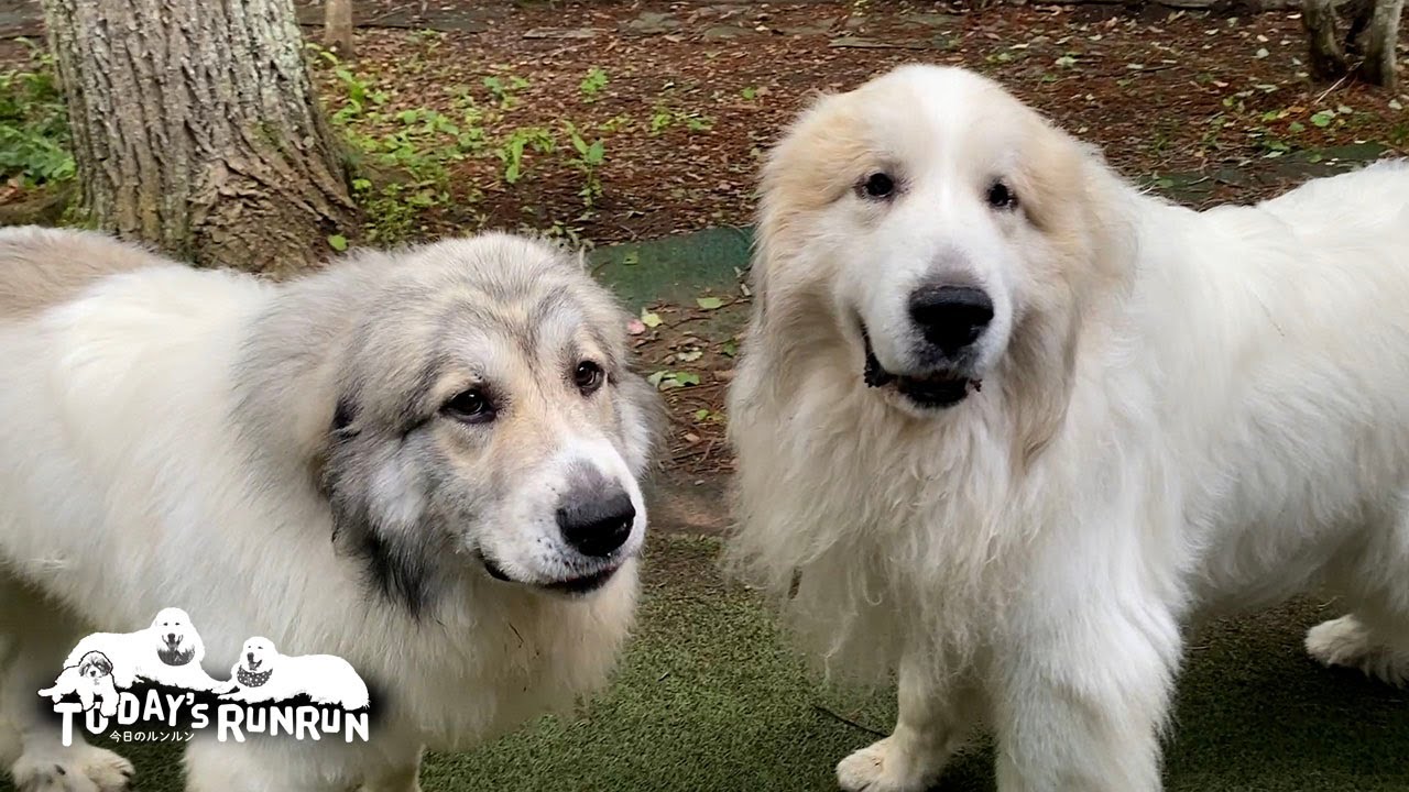 新作 中ザザーン goodideaws ホビラン ホビーラウンド グッドアイデア Alan and Belle run away because they don't want their faces wiped