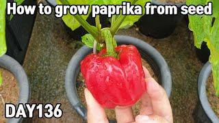 How to grow paprika from seed