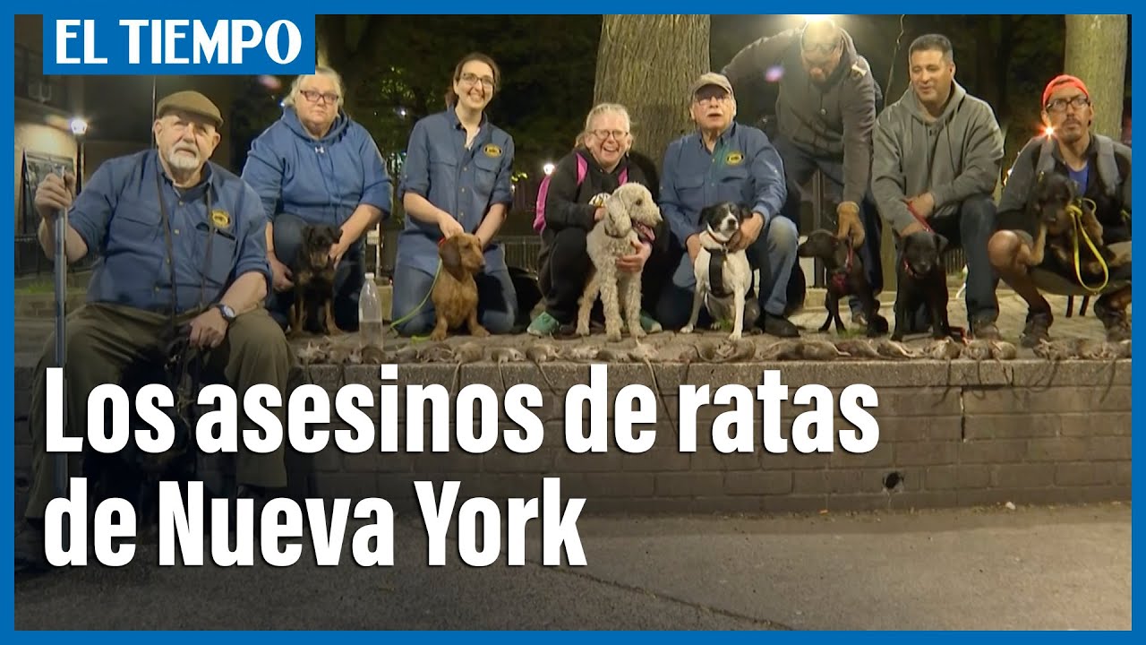 Los asesinos de ratas de Nueva York perros y sus dueños a la caza de roedores | El Tiempo