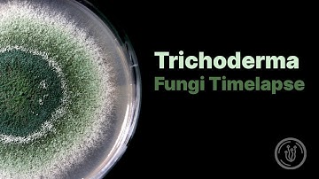 Trichoderma Mold Fungi Timelapse