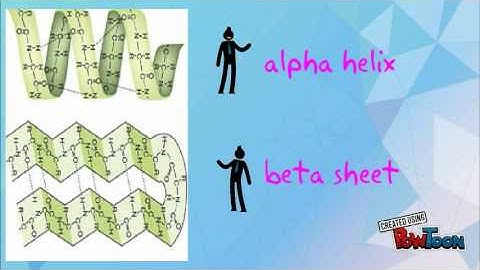 formation of beta sheet