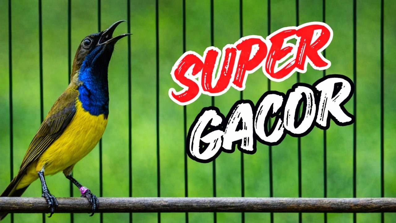 SOGON SUPER GACOR, NEMBAK NGLEPER COCOK UNTUK PANCINGAN DAN MERANGSANG SOGON LAIN BIAR BUNYI