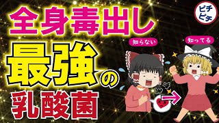 【40代50代】女性も男性も超重要！体の毒をごっそり出すとんでもない乳酸菌とは【うわさのゆっくり解説】