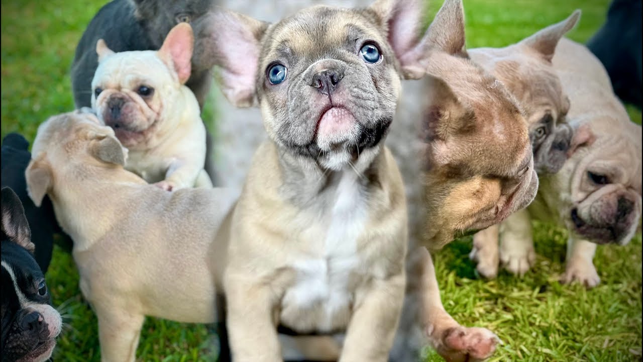 What Makes a STANDARD 