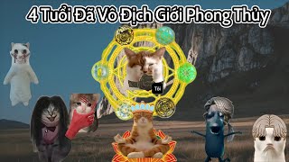 (Meme Mèo) 4 Tuổi Đã Vô Địch Giới Phong Thủy