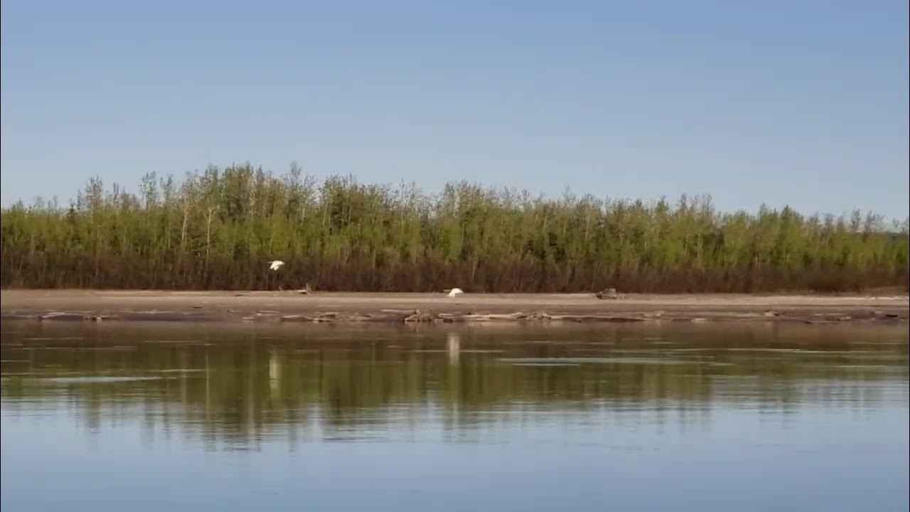 Tundra Swans, Alaska, May 2021 Minto Flats YouTube