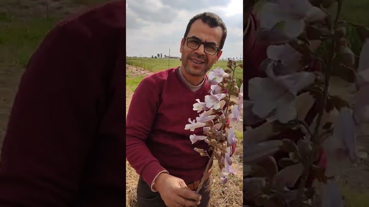 ازهار باولونيا مصر 001 فى 15 شعبان