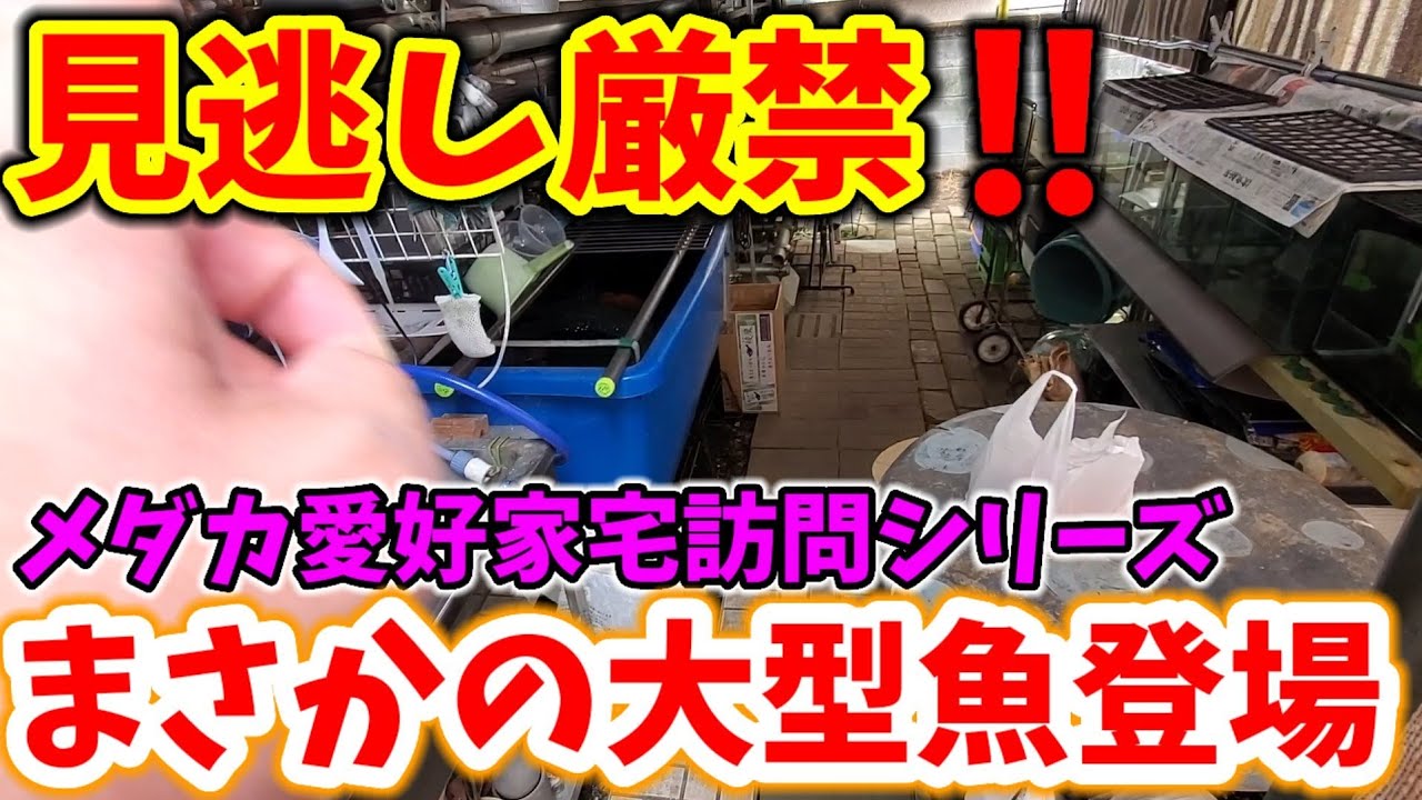 驚きの飼育場‼️メダカに金魚にまさかの大型○○の登場にはビックリ 