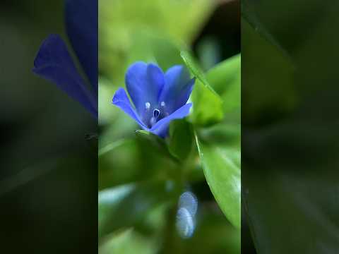 Another Bacopa Caroliniana bloom captured on time lapse