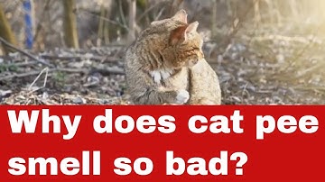 Why Does Cat Pee Smell So Bad?