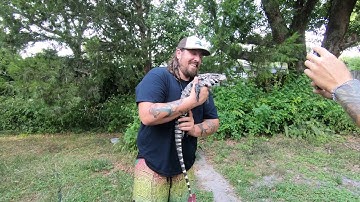 The Argentine Tegu (invasive time Florida)