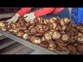 Mushroom Harvesting! Mushroom Farm, Chinese Chicken Mushroom Soup / 香菇採收! 上安香菇農場 - 有機香菇達人, 香菇雞湯