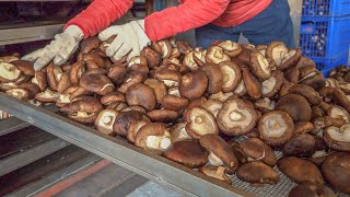 Mushroom Harvesting! Mushroom Farm, Chinese Chicken ... 