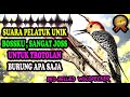 Masteran Burung Trotol - Pancingan Trotolan Agar Bunyi - Red-bellied Woodpecker
