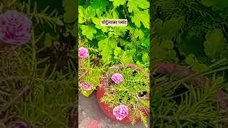 #diy #garden plants #garden #gardening #plants  #10'oclock
