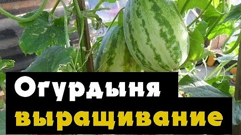 Огурдыня - как вырастить огурдыню