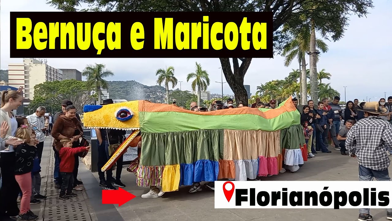 boi-de-mam-o-bernun-a-e-maricota-florian-polis-santa-catarina