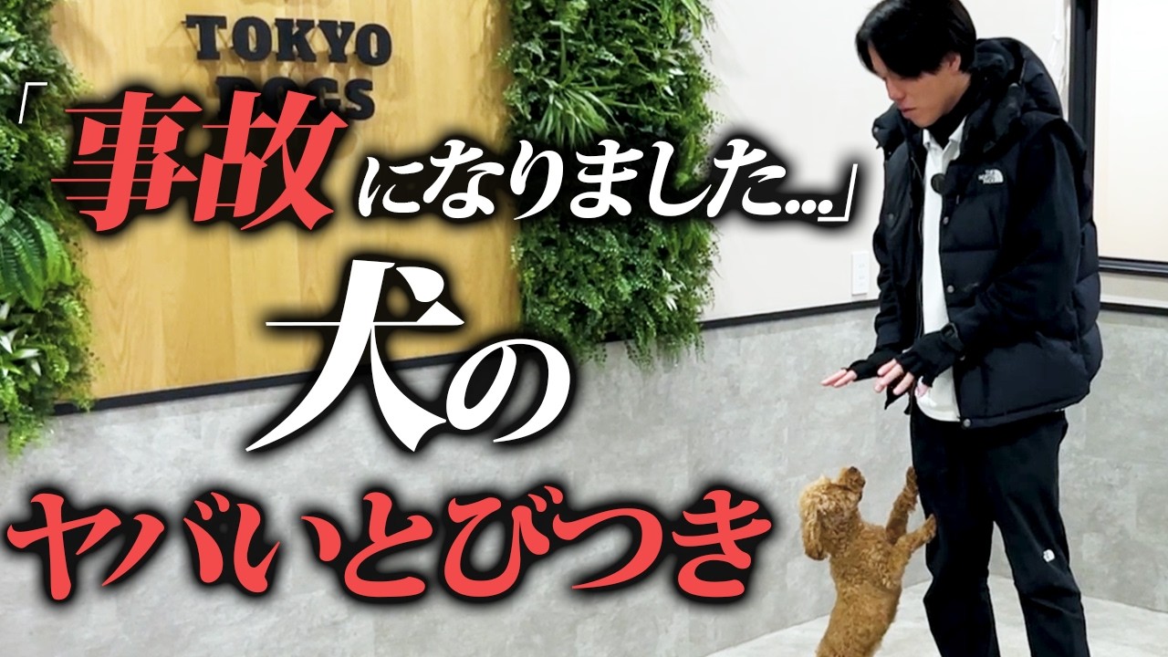 犬の飛びつき癖はなぜ直らない?|原因別に「飛ぶ前」を整える実演しつけを動画で見る