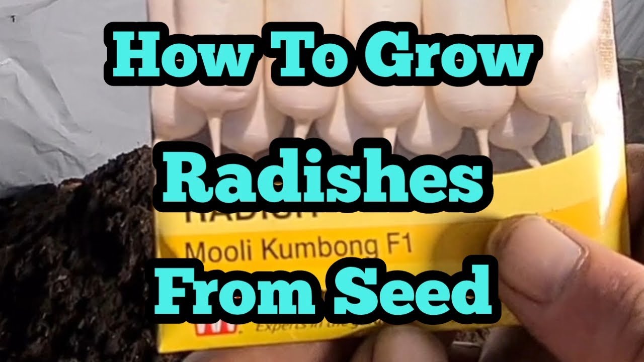 How to grow radishes in containers from seed part I YouTube