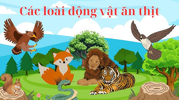 Dậy bé phân biệt các con vật qua video | Các con vật ăn thịt