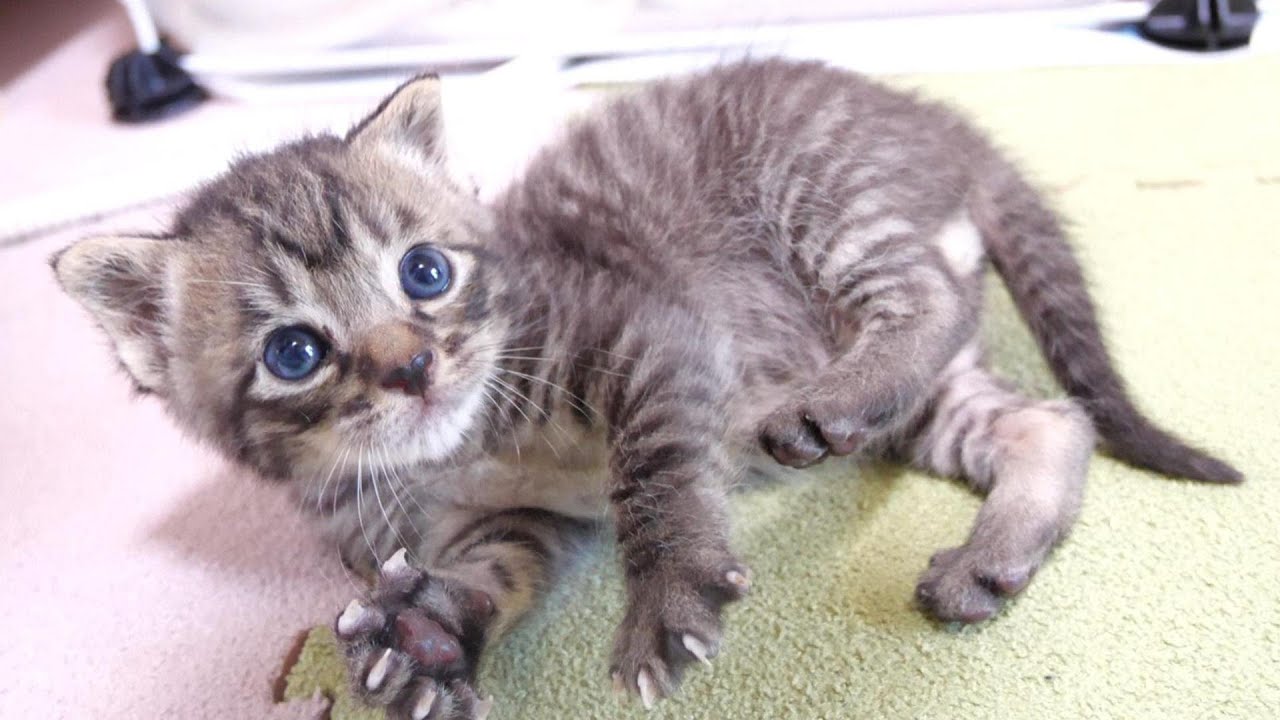 The way the kitten looked up was so cute [Please turn on subtitles