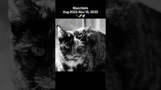 Macchiato Aug 2022-Nov 18, 2025