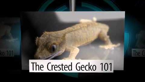 new intro (welcome to my channel!) uploaded from FliXpress.com